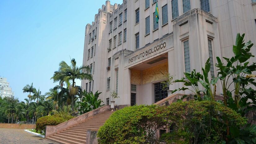 Cafezal é do Instituto Biológico São Paulo. Imagem: Belrocha94/Wikimedia Commons