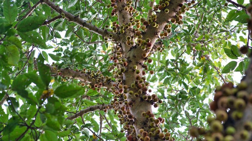 Jabuticabeira 