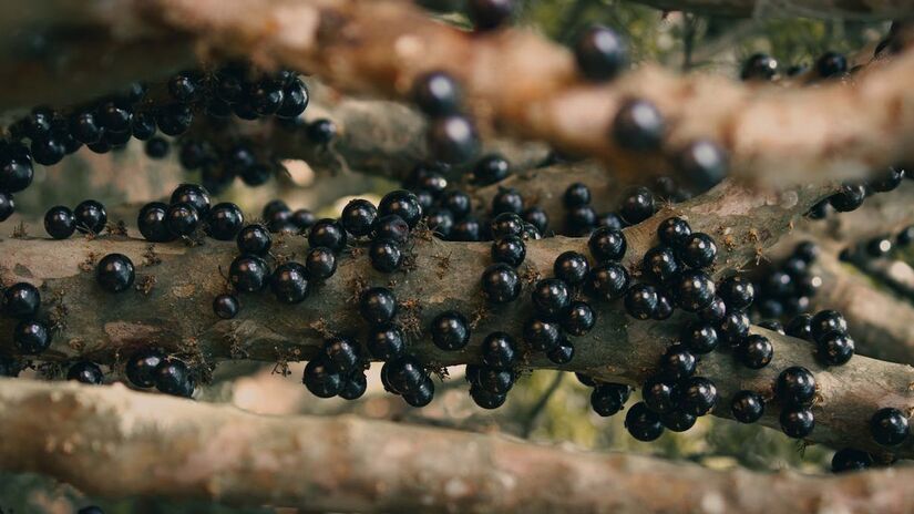 Em 1947, o ex-pedreiro Antônio comprou alguns terrenos e plantou sete mil pés de jabuticaba. Assim começava a história da Fazenda Jabuticabal - (Rafael Carvalho/Pexels)
