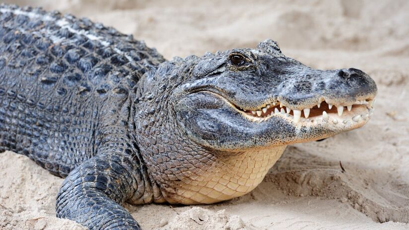 Pesquisa indica que crocodilos identificam níveis de sofrimento
