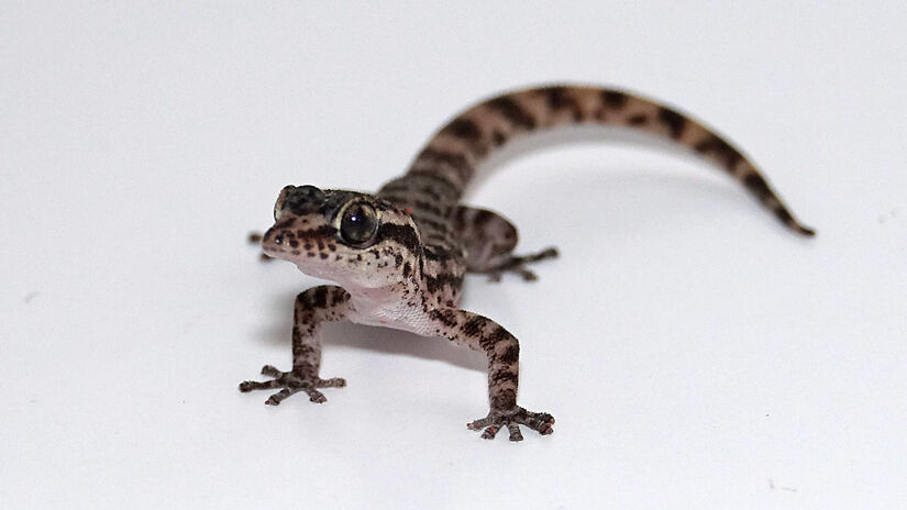 Desaparecida desde o século 16, uma espécie de uma lagartixa foi identificada na Ilha de Rábida, no arquipélago de Galápagos, na costa do Equador: a lagartixa-de-dedos-de-folha (Phyllodactylus maresi), com menos de 10 centímetros de comprimento - (Divulgação/Island Conservation)