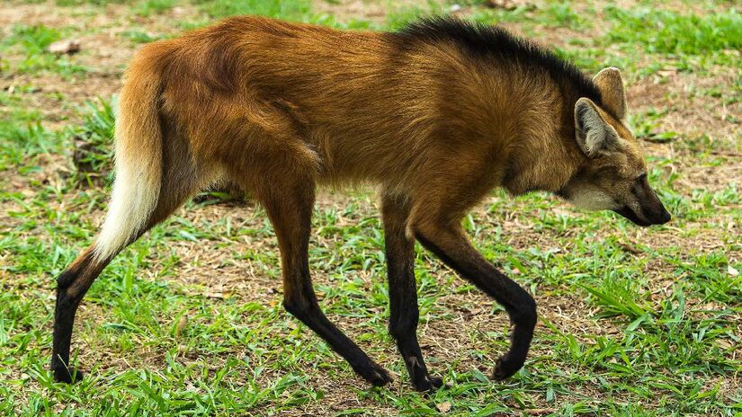Lobos-guará adoram essa frutinha. Imagem: Jonathan Wilkins/Wikimedia Commons