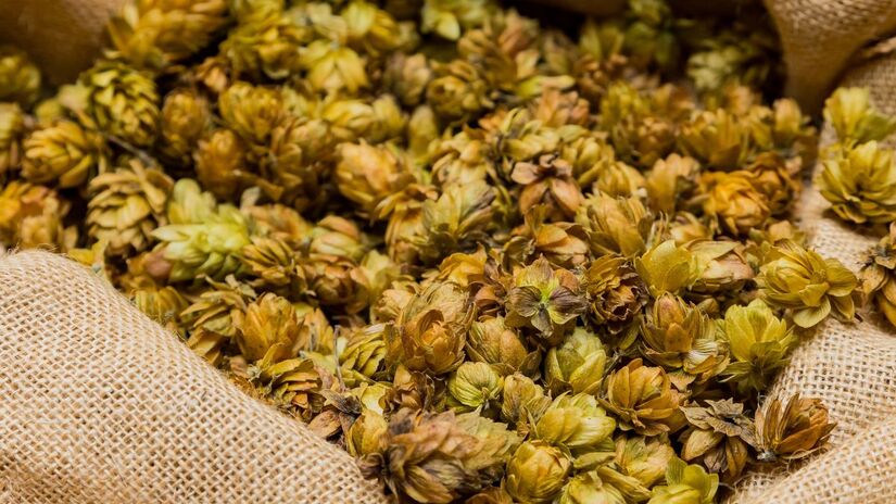 O lúpulo presente na cerveja é muito rico em antioxidantes encontrados na planta feminina, usada na fabricação da bebida