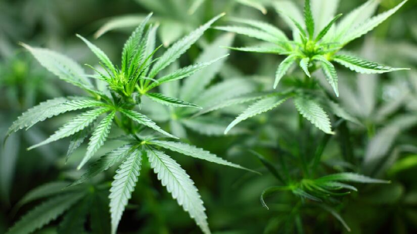 Embora derivado da maconha, o canabidiol não possui níveis siginificativos de princípios ativos. Imagem: PxHere