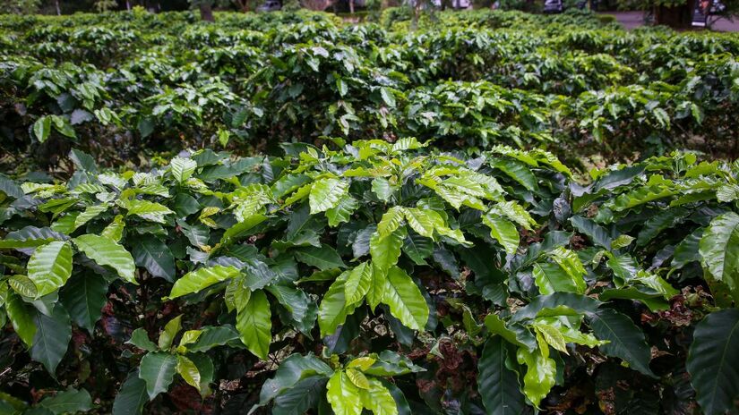 Cafezal possui mais de 2 mil pés de café. Imagem: agriculturasp/Flickr