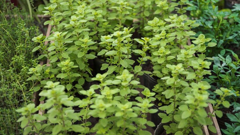 O manjericão é uma planta muito querida entre humanos, podendo ser usada até mesmo em preparações culinárias