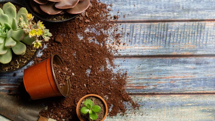 Tempo vai depender da germinação das flores (Foto: Freepik)
