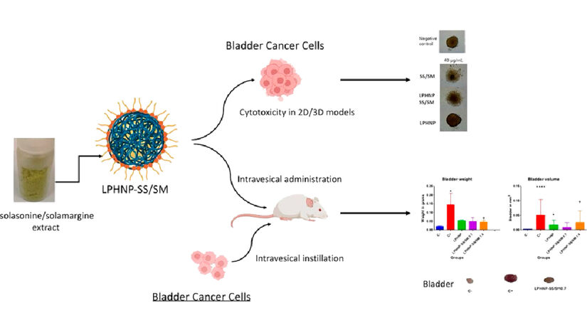 Esquema demonstrando os resultados do estudo. O resultado mais impressionante foi o realizado com camundongos. Imagem: Reprodução Artigo Evaluation of in vivo and in vitro efficacy of solasonine/solamargine-loaded lipid-polymer hybrid nanoparticles against bladder cancer - International Journal of Pharmaceutics