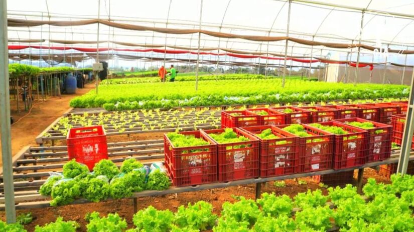 Mogi das Cruzes é referência na produção de orquídeas e crisântemos, além de se destacar pela agricultura diversificada