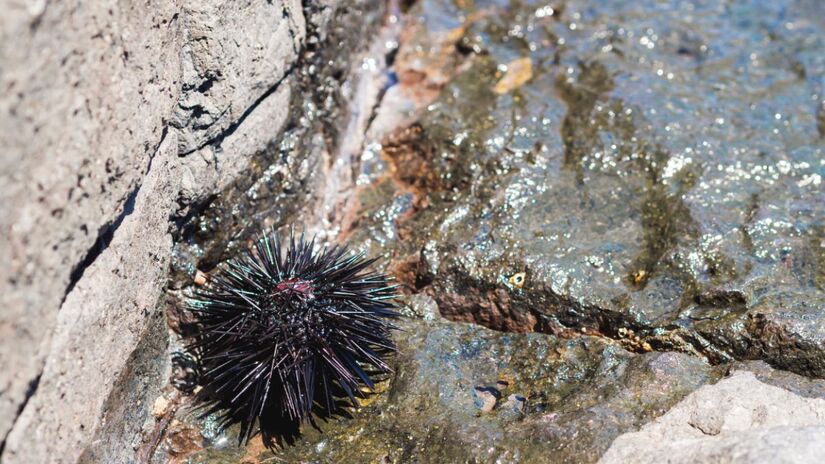 Até que descobriram a estrela-pena-morango (Promachocrinus fragarius), uma parente das estrelas-do-mar e ouriços (Foto: Freepik)