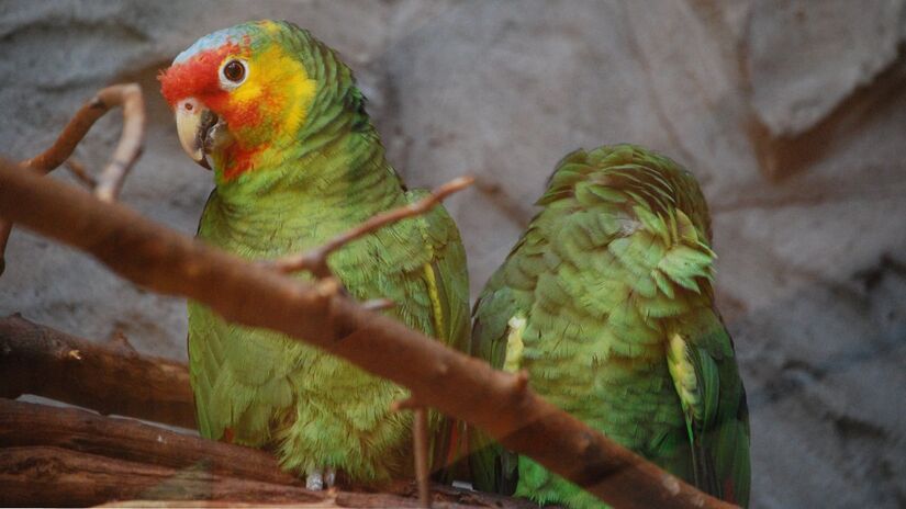 Com mais de 400 espécies, os psitacídeos formam um dos grupos mais diversos de aves