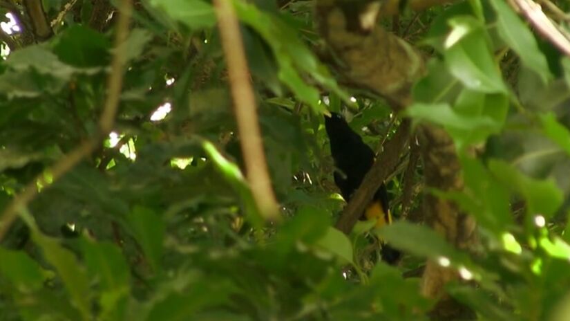 O canto é um dos aspectos mais marcantes: extremamente variado, pode dar a impressão de que há um coro de aves. Foto: Reprodução/YT/Museu da Amazônia