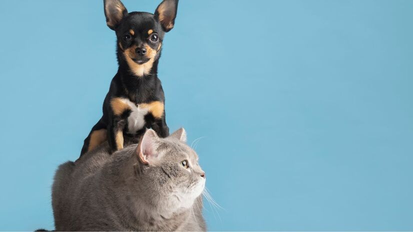 A ciência também confirma os benefícios de conviver com animais de estimação