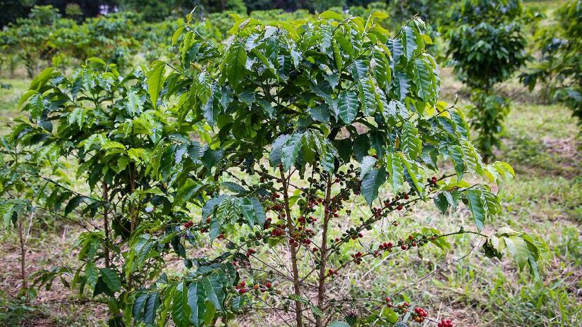 Veja como é plantado e colhido o café sem sair da cidade de São Paulo. Imagem: agriculturasp/Flickr