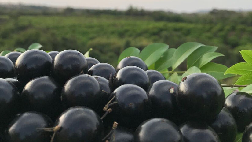 Com pouco mais de 20 mil habitantes, Hidrolândia tem o maior pomar de jabuticabas do mundo - (Divulgação/Fazenda Jabuticabal)