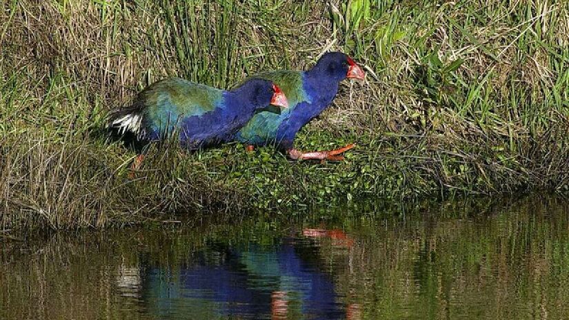 Pesquisadores soltam as aves em casais para repopularem o território. Imagem: Duncan Wright/Wikimedia Commons