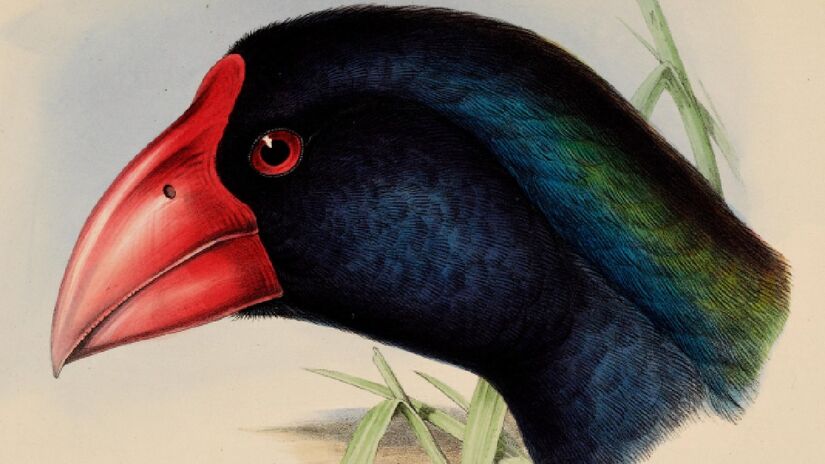 Tacaé foi descrito em 1850 por Gideon Algernon Mantell, mas população logo decaiu. Imagem: Domínio público
