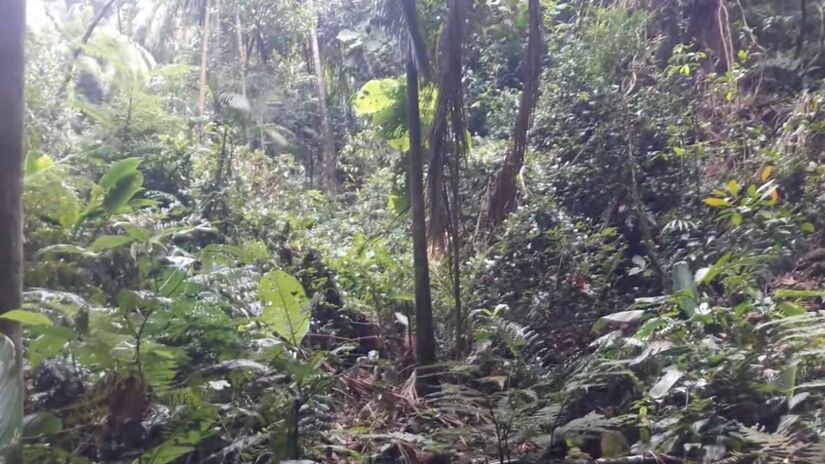 Ainda no Jaraguá, a Trilha do Silêncio é a alternativa perfeita para quem prefere uma caminhada leve (Fotos: Youtube/Reprodução)