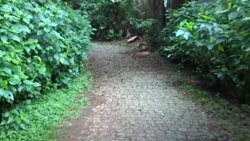 Trilha do Pai Zé - Fechando a lista e com grau de dificuldade considerado mais elevado e com 3.600 metros de trajeto, considerando ida e volta, a Trilha do Pai Zé demanda 2h30 para todo o percurso em meio à mata fechada. Localizada no Pico do Jaraguá, a trilha proporciona uma vista incrível. Endereço: Rua Antônio Cardoso Nogueira, 539  Vila Chica Luiza - (Reprodução/YouTube)