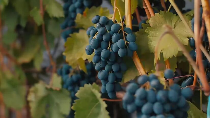 A Festa da Uva celebra anualmente a tradição vitivinícola local com eventos culturais. A festividade atrai milhares de visitantes para degustar produtos regionais e participar das atividades. Foto: Reprodução/Youtube/Coisas do Mundo