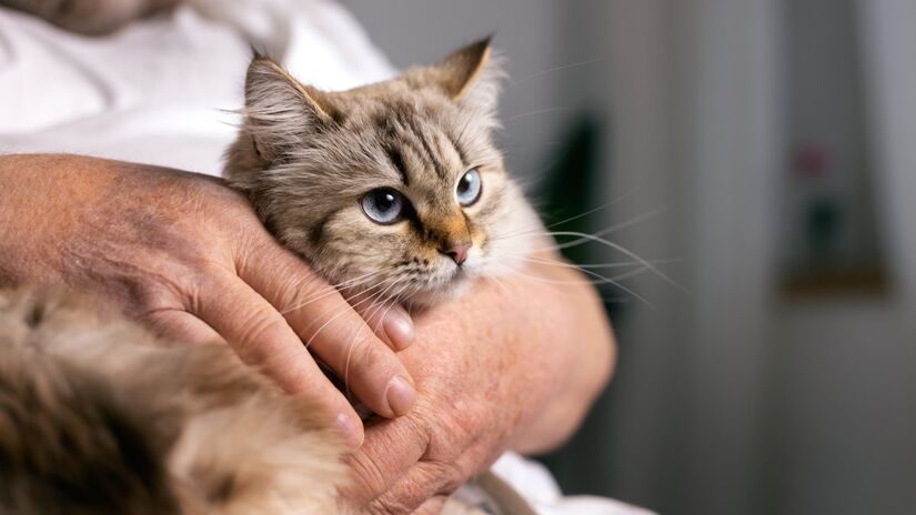 A expectativa de vida de um gato é de aproximadamente 15 anos. Esteja preparado para cuidar do animal durante todo esse tempo, oferecendo amor, atenção e cuidados diários.

Fotos: Reprodução/Freepik
