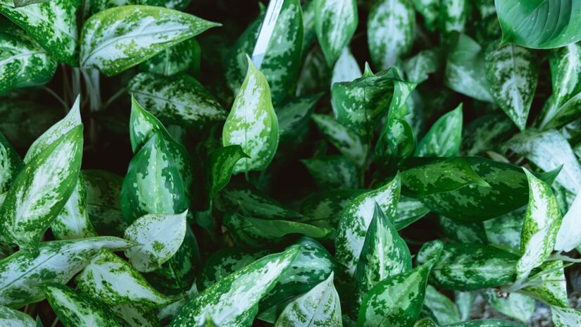 Jiboia: perfeita pra quem quer uma planta linda e resistente. Vai bem em ambientes com pouca luz e ainda purifica o ar da sua casa