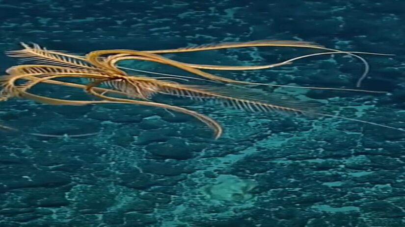 A criatura descoberta pelos cientistas, a estrela-pena-morango (Promachocrinus fragarius) (Foto: Youtube/Reprodução)