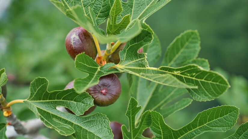 Figueiras são árvores ideais para serem plantadas na primavera
