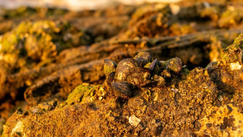 Maior jazida de ouro é descoberta e pode revolucionar o mercado de ouro mundial