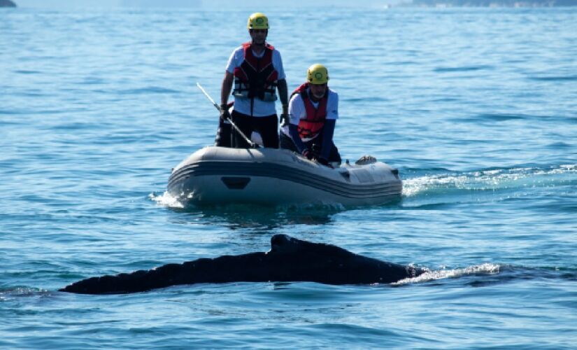 Uma baleia-jubarte foi resgatada após se enroscar em uma rede de pesca em Ubatuba/Instituto Argonauta