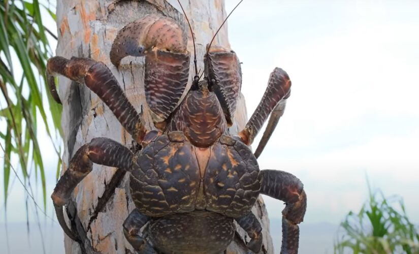 Cientistas encontraram o caranguejo-dos-coqueiros na ilha de Car Nicobar, na Índia, que não era visto no local desde 1874/Reprodução