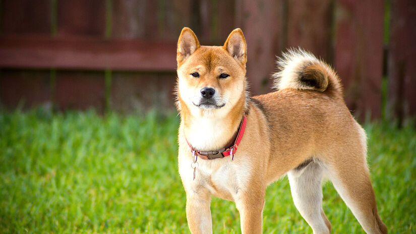 Akita é o quarto da lista de classificações /foto: Jae Lee/Unsplash