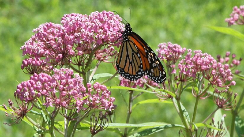 Asclepias atraem a borboleta-monarca. Imagem: R. A. Nonenmacher/Wikimedia Commons