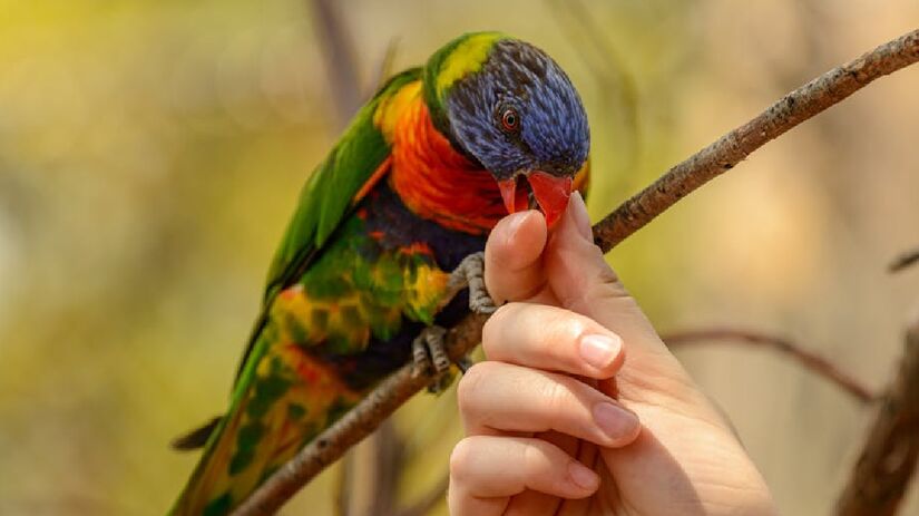 Papagaios e aves inteligentes: tendem a reconhecer e interagir com seus donos, com uma demonstração de afeto constante - (Petr Ganaj/Pexels)