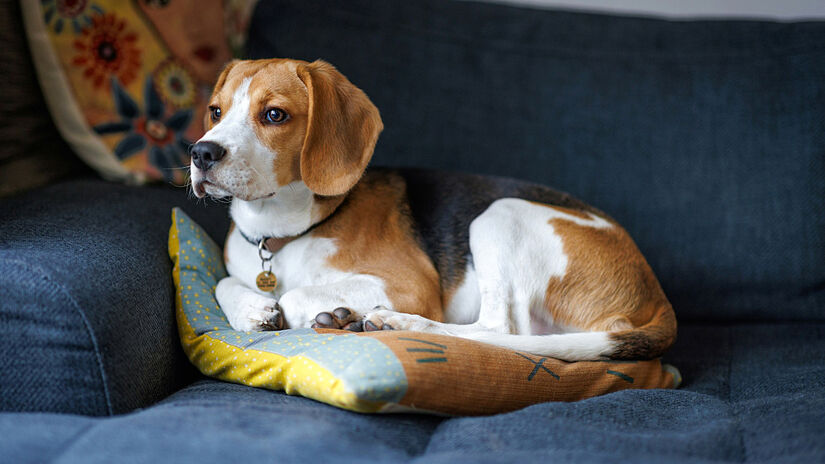 Beagle também é um dos cães mais agressivos /foto: Ben Griffiths/Unsplash