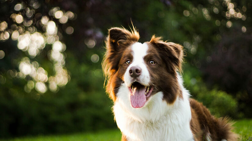 Border Collie é o nono mais agressivo da lista /foto: Anna Dudkova/Unsplash