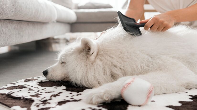 Banhos e escovações regulares nos pets também ajudam a reduzir significativamente os cheiros (Fotos: Freepik)