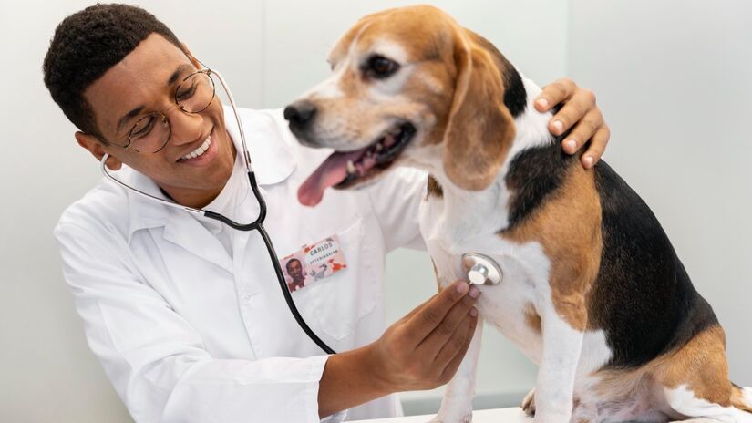 Alguns exames em animais são feitos em hospitais comuns