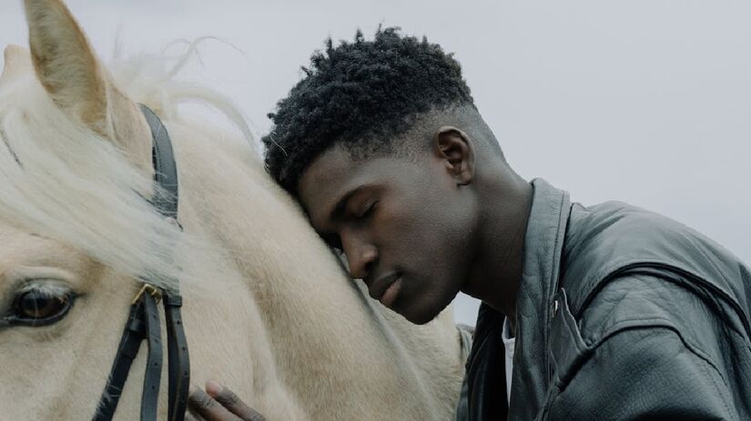 Cavalos: costumam formar laços duradouros com os humanos, obedecendo comandos e mostrando confiança plena - (Cottonbro Studio/Pexels)