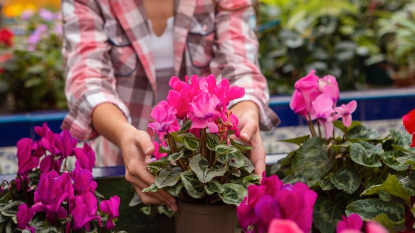 Os repelentes naturais podem ser cultivados em casa ou no jardim