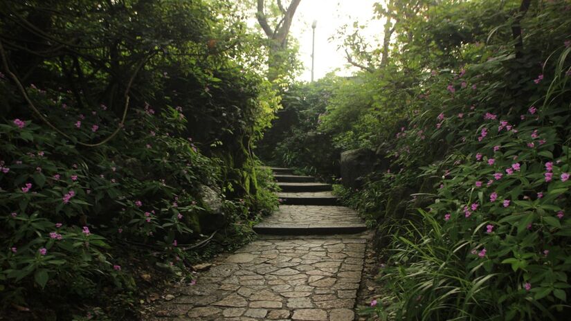 Com o tempo, se desejar controlar o formato ou estimular ainda mais a floração, pode realizar uma poda mais profunda na primavera (Fotos: Freepik)