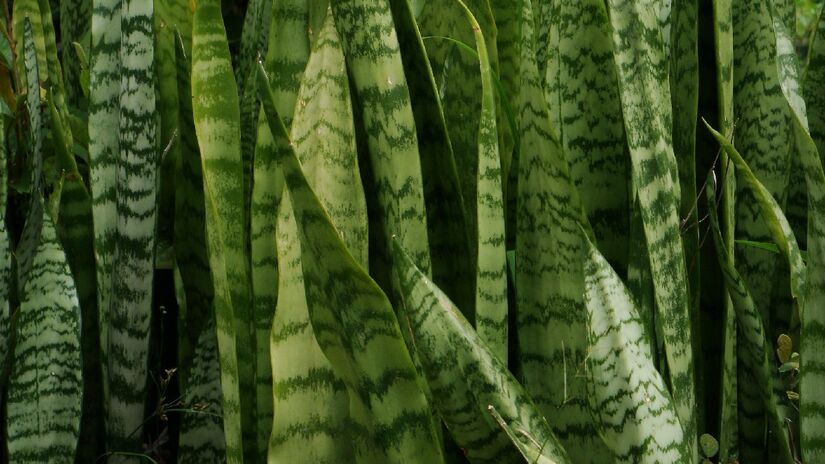 A língua de sogra posusi propriedades purificadoras. Imagem: Thiago A/Wikimedia Commons