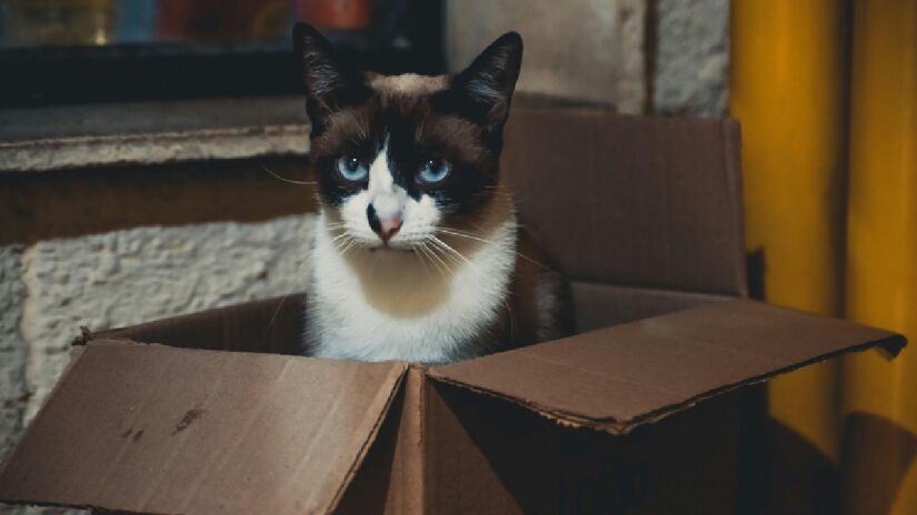 Gatos adoram caixas de papelão. Imagem: Pexels