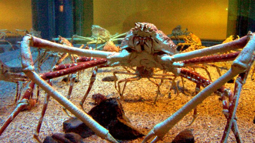 São onívoros e se alimentam do que há pela frente. Imagem: Chris Gladis/Wikimedia Commons