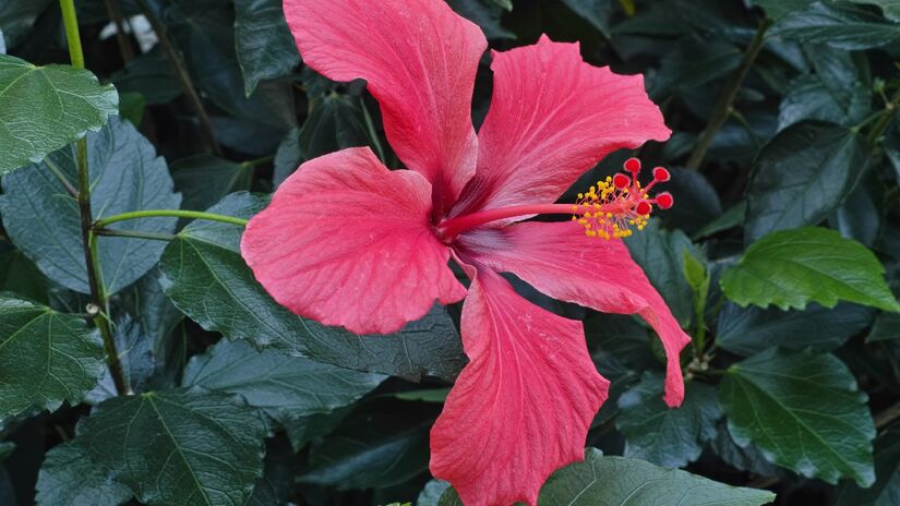 Hibiscos atraem beija-flores. Imagem: Robert F. Tobler/Wikimedia Commons