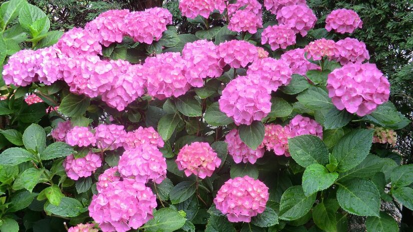Hortênsias são as preferidas dos beija-flores. Imagem: PxHere
