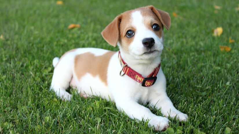 Terceiro da lista é o Jack Russell Terrier /foto: David Clarke/Unsplash