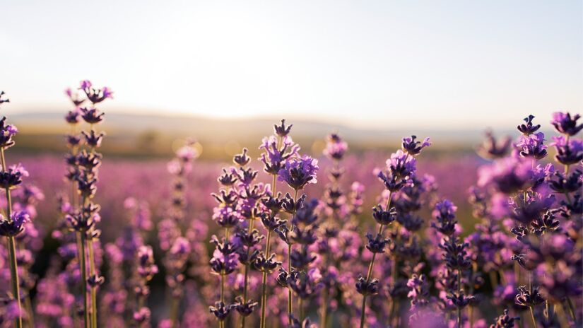 Lavanda é uma das plantas recomendadas pela Feng Shui (Fotos: Freepik)