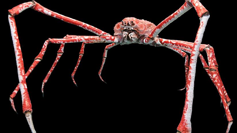 E aí, se assustou com o caranguejo-aranha-gigante? Imagem: Hans Hillewaert/Wikimedia Commons