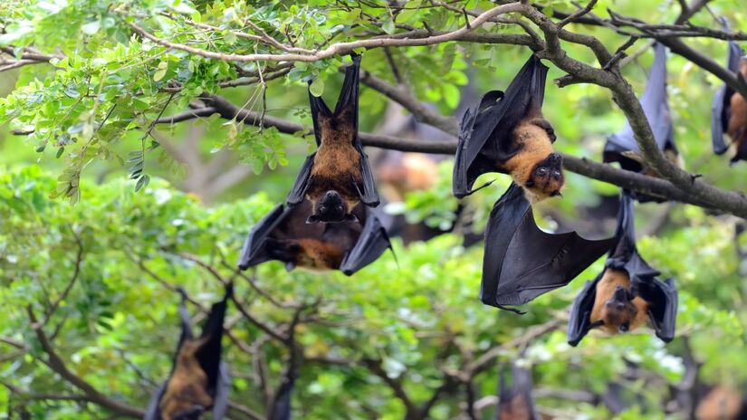 Esses animais são fundamentais para o equilíbrio do ecossistema (Foto: Freepik)